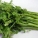 香菜根,香菜根煮水怎么煮
