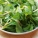 马兰头,生吃