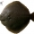 鲆