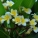 鸡蛋花